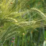 Sicilia, pubblicate le graduatorie provvisorie per giovani e nuovi agricoltori