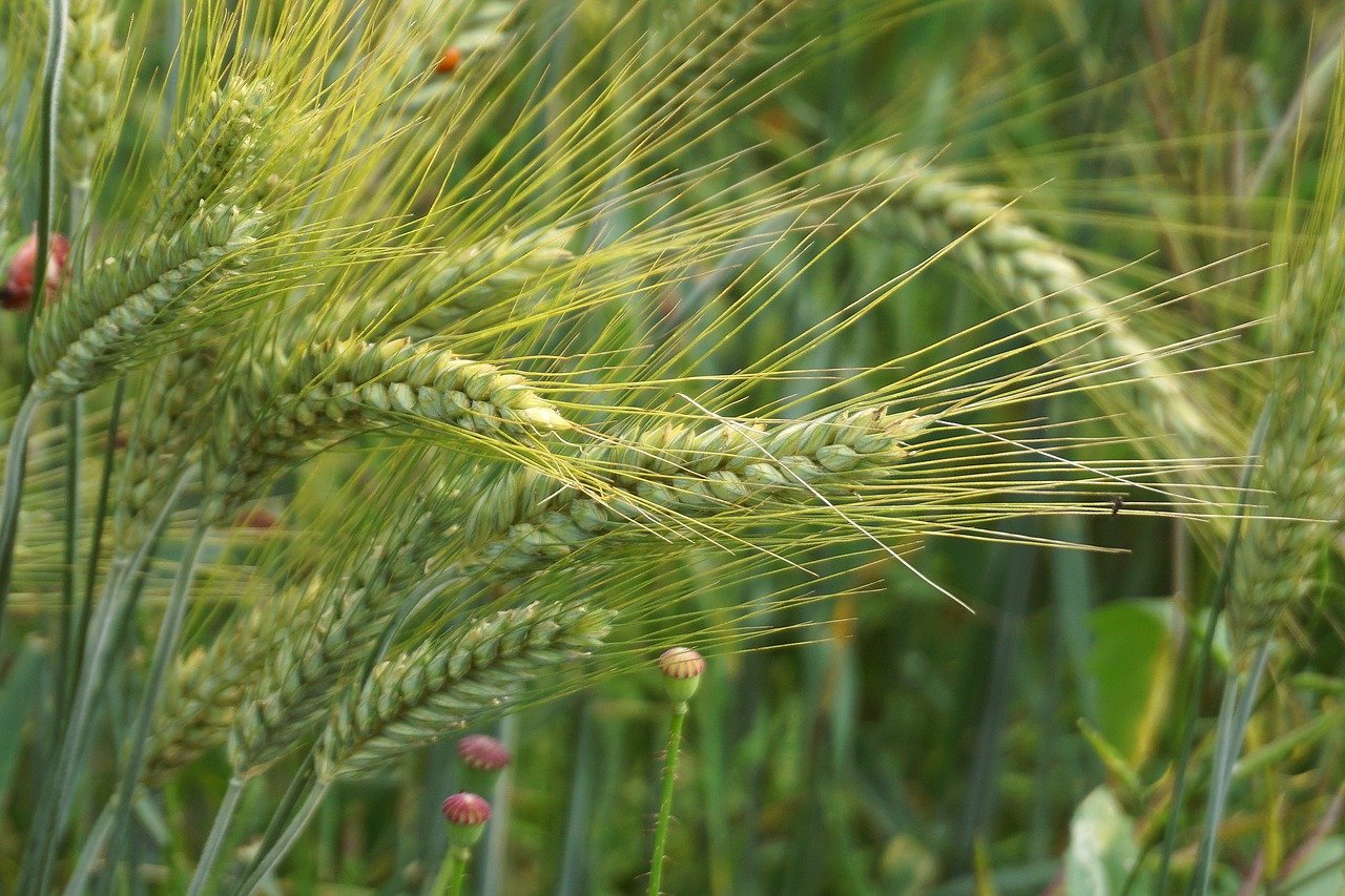 Agricoltura, taglio ai contributi antinfortunistici: per le imprese arriva una svolta attesa da anni