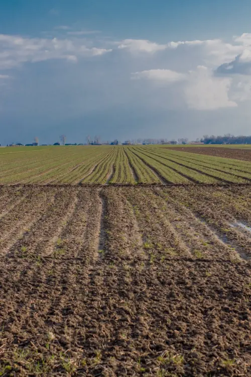 Catania, pubblicata la graduatoria provvisoria per operaio agricolo specializzato
