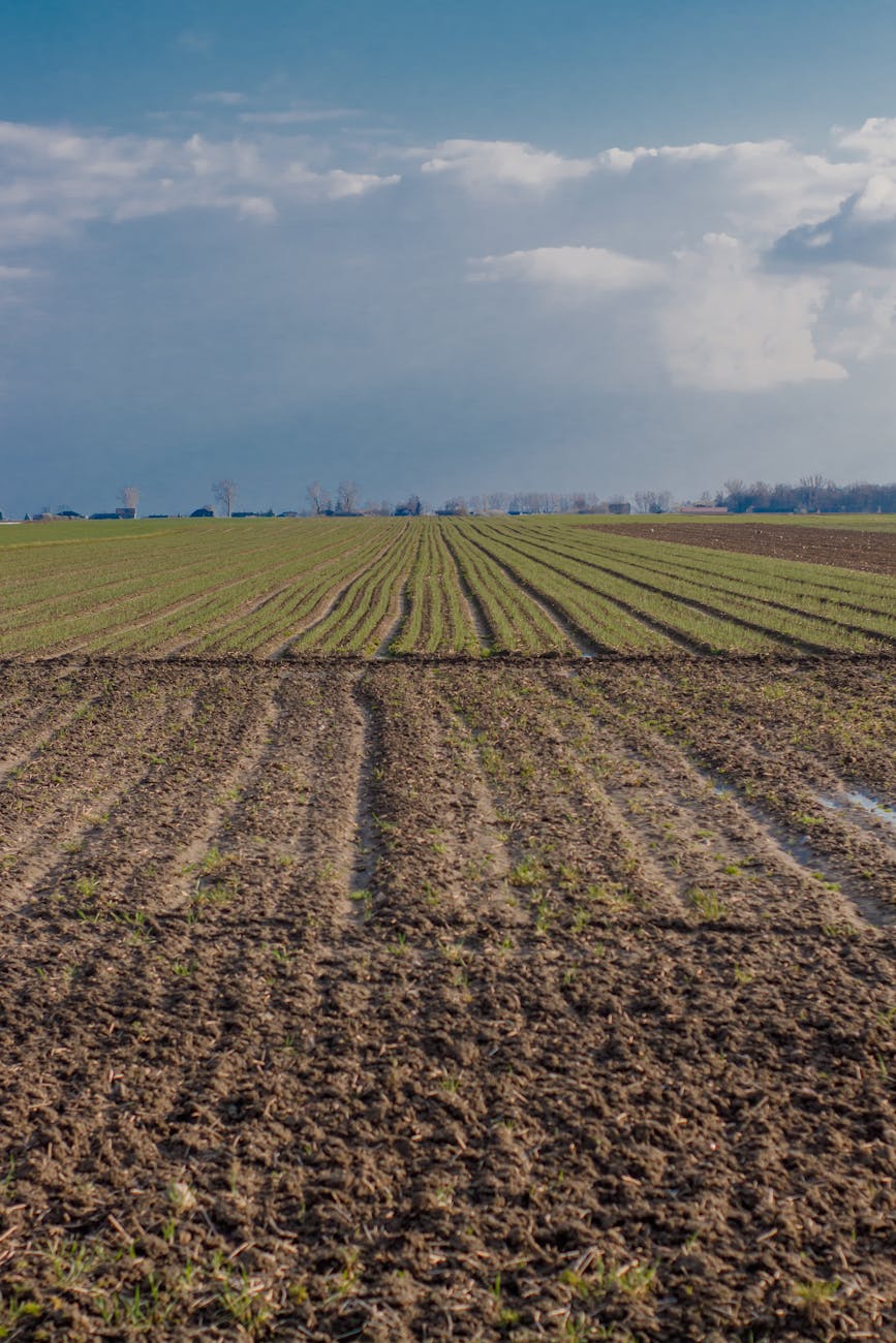 Catania, pubblicata la graduatoria provvisoria per operaio agricolo specializzato