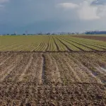 Catania, pubblicata la graduatoria provvisoria per operaio agricolo specializzato