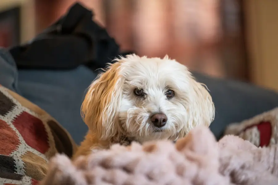 Pasqua in Pediatria, negli ospedali siracusani arrivano gli animali di “Code in Corsia”