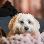 Pasqua in Pediatria, negli ospedali siracusani arrivano gli animali di “Code in Corsia”